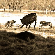 Two Working Stockdogs hearding a single cow.