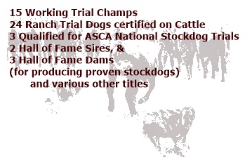 Working Trial Champions - Ranch Trial Dog Certified - Qualified for ASCA National Stockdog Finals - Hall of Fame Sires and Dams